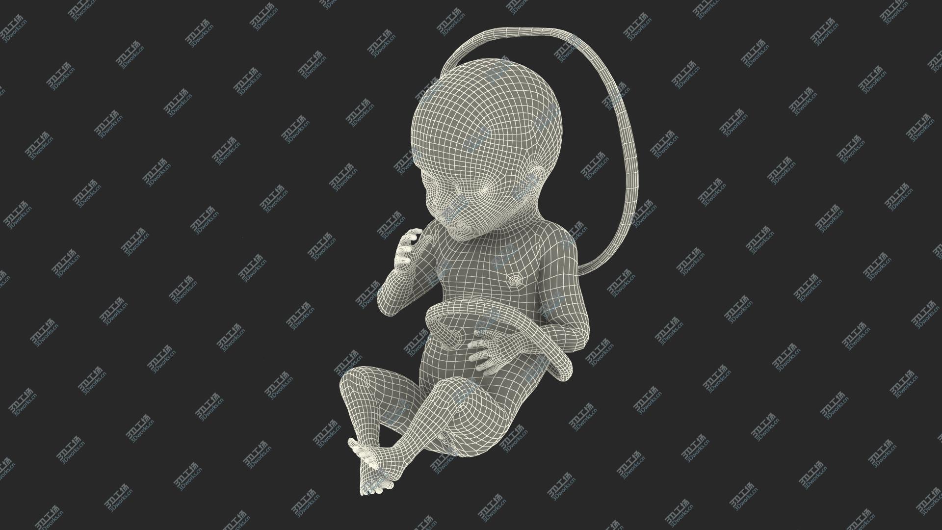 images/goods_img/202104091/Human Fetus at 24 Weeks 3D/4.jpg